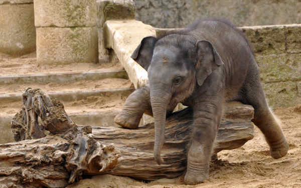 Erlebnis Zoo Hannover Gutschein